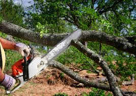 Best Root Management and Removal  in Long Beach, NY