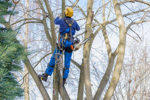 Best Storm Damage Tree Cleanup  in Long Beach, NY